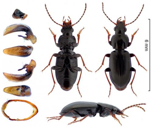 Pterostichus diligens